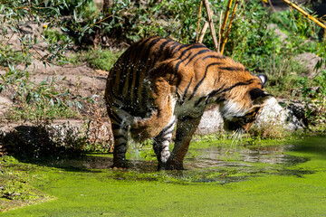 Tiger standing in water, shaking his paw
