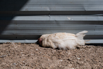 Chicken is sick and sleep on the floor
