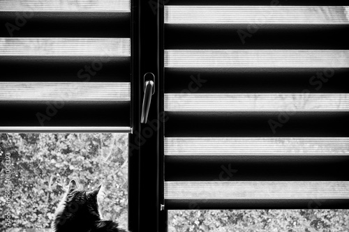 Chat Angora En Train De Regarder A La Fenetre A La Maison Photo Artistique Noir Et Blanc Chat A La Fenetre Wall Mural Picsart Chat Angora En Train De Regarder A La Fenetre A La Maison Photo Artistique Noir Et Blanc Chat A La Fenetre Wall Mural Picsart