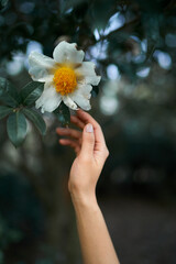 Touching to Flower