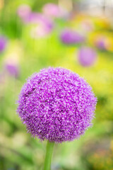 まんまるアリウム