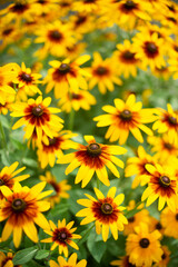 Fototapeta premium 満開のルドベキア