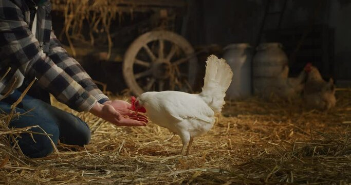 Cinematic close up shot of young male farmer is feeding from his hands ecologically grown white hen with proper genuine bio nutrient cereals for eggs laying in a barn of countryside agricultural farm.