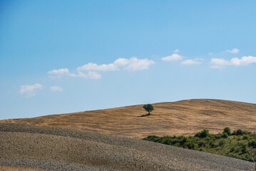 Fototapeta premium ポツンとした一本の木と大地、シンプルな風景イメージ