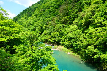 初夏の抱返り渓谷。仙北、秋田、日本。5月下旬。