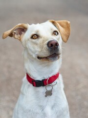Cão com olhar interrogativo