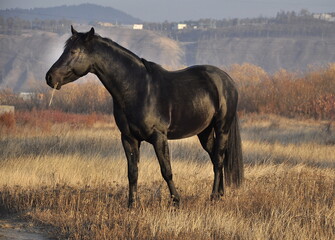 Black stallion on the loose against the mountains in autumn