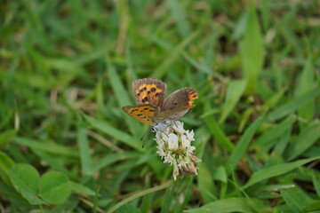 シロツメクサの蜜を吸うベニシジミ