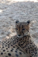 Dubai, United Arab Emirates – January 22, 2021, beautiful Animals in Dubai Safari Park (Dubai Zoo)