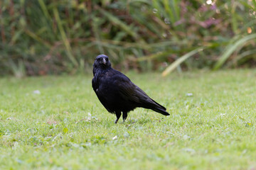 European Crow sitting in the grass on the ground
