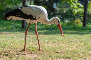 White Stork catching a piece of bread