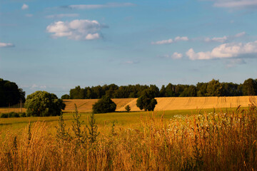 Fototapeta premium A beautiful farmland.Sunset over the tree.Raw.Image