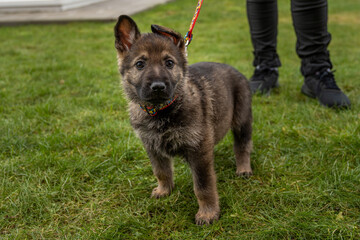 An eight weeks old German Shepherd puppy looking straight into the camera. Green grass in the background