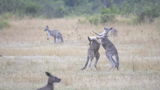 tracking shot of two male eastern grey kangaroos boxing at tom groggin in kosciuszko national park of nsw, australia
