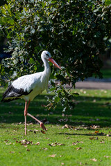 White Stork walking in a park