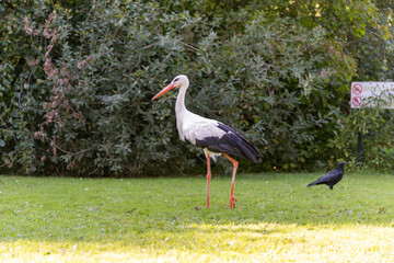 White Stork in a park and a crow next to it