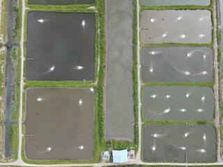 Aerial view of a fishery and prawn farm in Santubong area of Sarawak, Malaysia