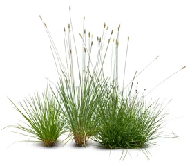 Fotobehang Gras siergras geïsoleerd op witte achtergrond