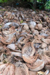Coconut shell pile after peeling