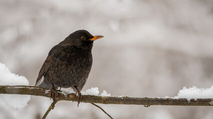 Amsel, bird, natur, amsel, wild lebende tiere, tier, schnabel, black, schnee, drossel