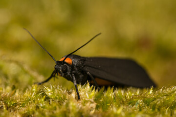 moth on a green grass