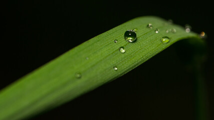 water drops on a leaf