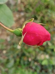 Fototapeta premium The red rose flower is a symbol of love.