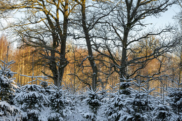 Fototapeta na wymiar Trees covered in snow a crispy cold winter day in a forest. Picture from Eslov, southern Sweden