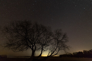Fototapeta na wymiar starry night sky with a tree silhouette