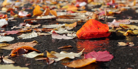 colorful leaves on the wet pavement 