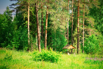 A small gazebo on the edge of a pine forest. Summer sunny day.