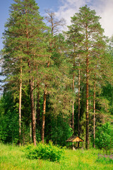 Obraz premium A small gazebo on the edge of a pine forest. Summer sunny day.