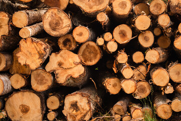A pile of sawn wood logs. Sawed tree trunks. Background texture of a cross section of a cut tree.