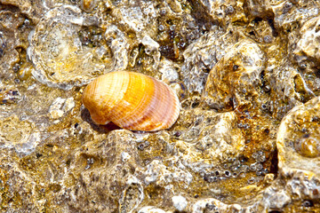 seashells on the beach on the Spanish coast