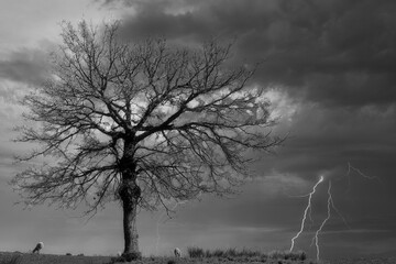 Sheep grazing under a large dry tree on a dark stormy day with lightning in the background