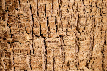 Beautiful texture of the big coconut palm trunk