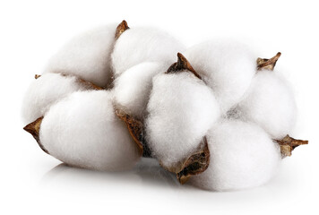 Cotton flowers isolated on white background.