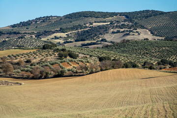 Andalusian rural landscape of hills cultivated with olive trees and cereals