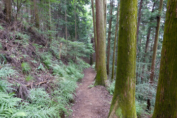 子の権現の道中