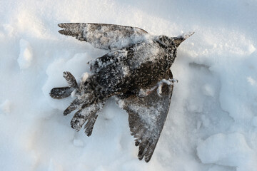 dead frozen Sturnus vulgaris (starling) in winter.