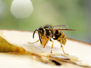 eine deutsche wespe sitzt auf einem apfel und hält einen futterbrocken in den klauen; vespula germanica