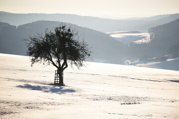 Winterbaum