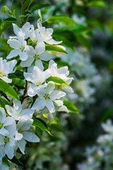 apple blossoms in spring on white background