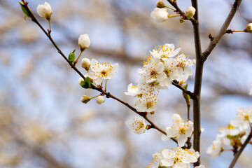The beginning of flowering of alysi on a small branch in the garden