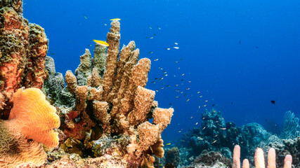 Seascape in turquoise water of coral reef in Caribbean Sea, Curacao with fish, coral and Vase Sponge