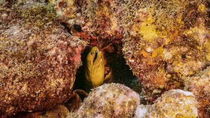 Green Moray Eel in coral reef of Caribbean Sea, Curacao