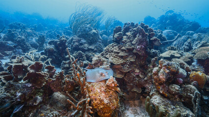 Seascape in turquoise water of coral reef in Caribbean Sea, Curacao with Sting Ray, coral and sponge
