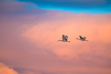 Sandhill cranes flying with dramatic sky over American Southwest
