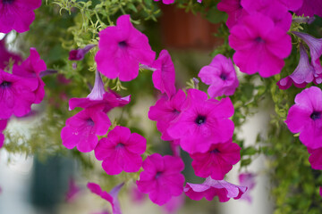 pink and purple flowers