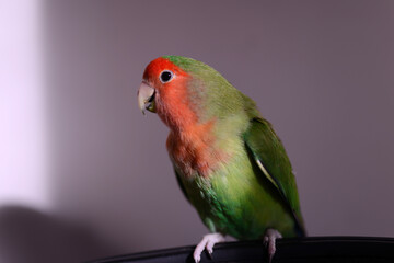 Portrait of a curious young love bird parrot